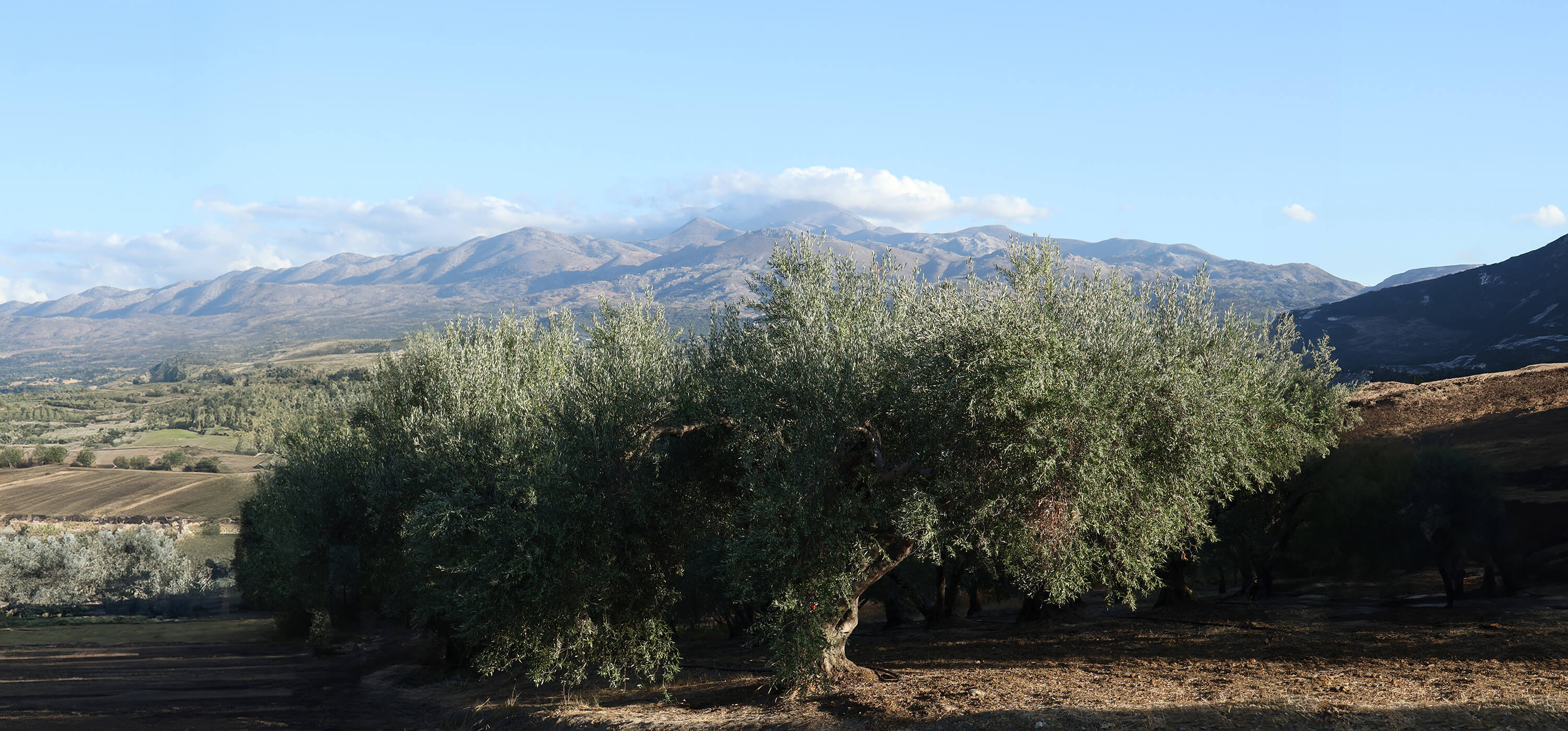 Oude olijfboom Kreta