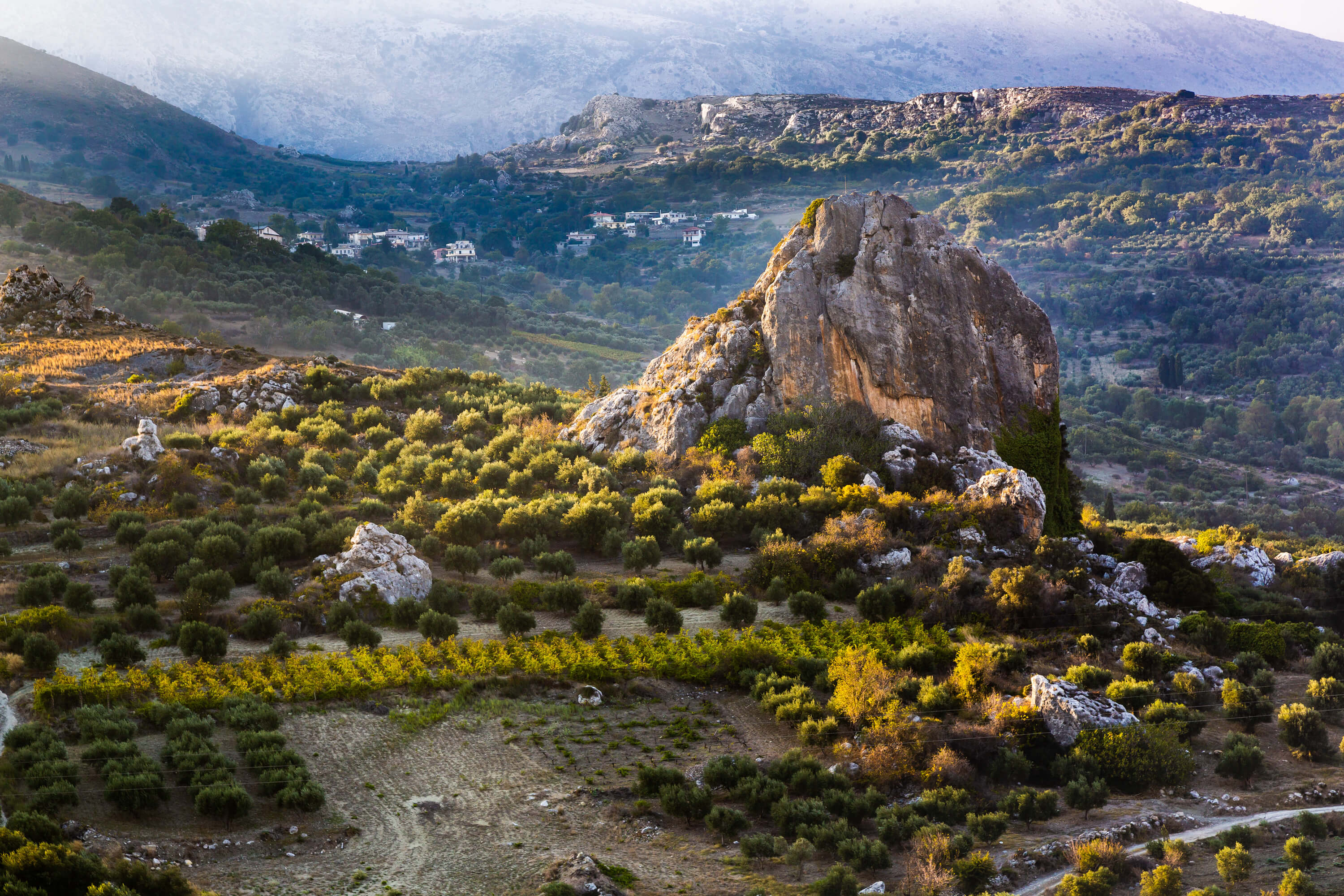 Olijfgaarden Kreta
